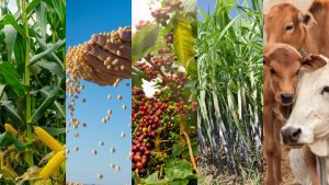 Imagem editada que mostram cinco elementos que se destacam no agronegócio do triangulo mineiro. Tem uma plantação de milho, uma mão com soja, um pé de café, cana-de-açúcar e gado.