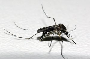 Mosquito Aedes Aegypti, causador de doenças como a dengue e chikungunya