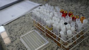 Mosquito Aedes Aegypti, causador de doenças como a dengue e chikungunya