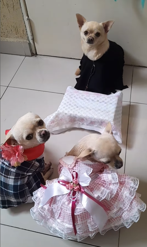 Três cachorros vestidos com roupas caipiras simulando um casamento