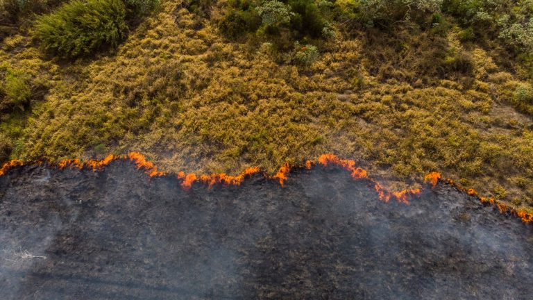 Crise climática representada por queimada florestal