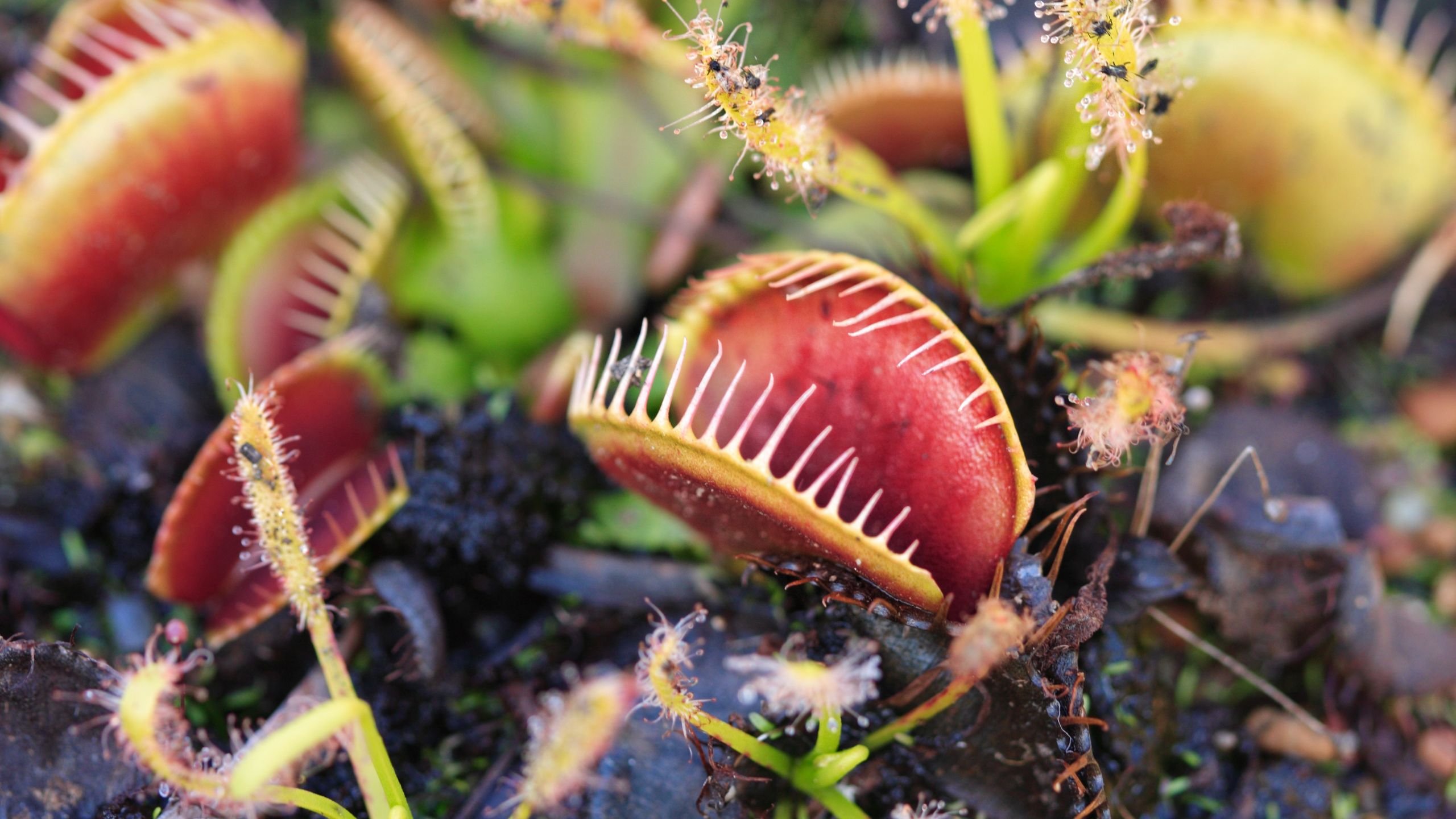 As plantas carnívoras também são consideradas predadores