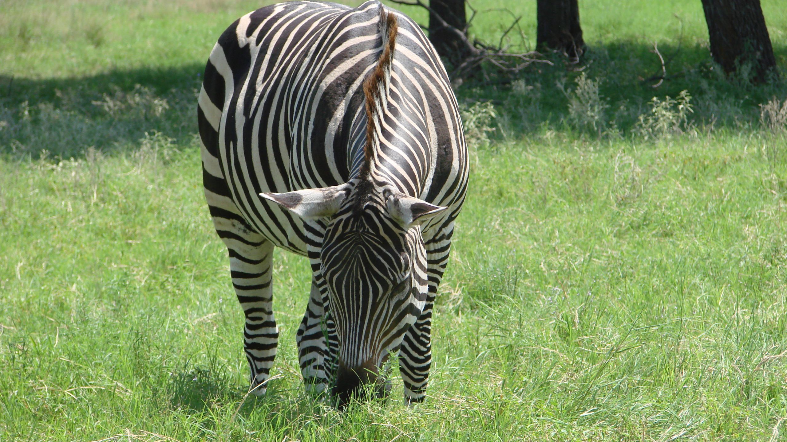 No reino animal, existem diversos tipos de predadores