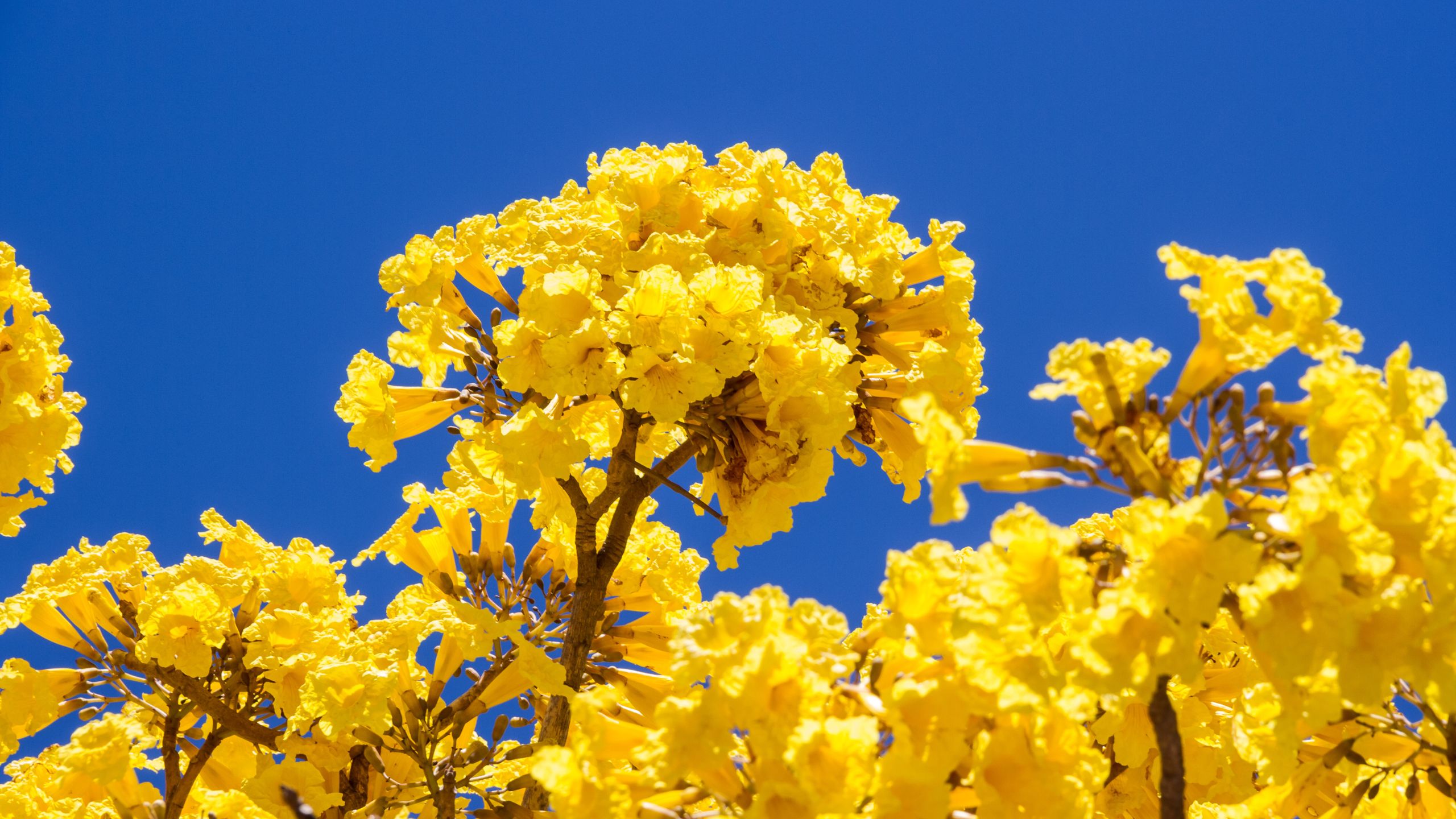 Primavera: a estação das flores