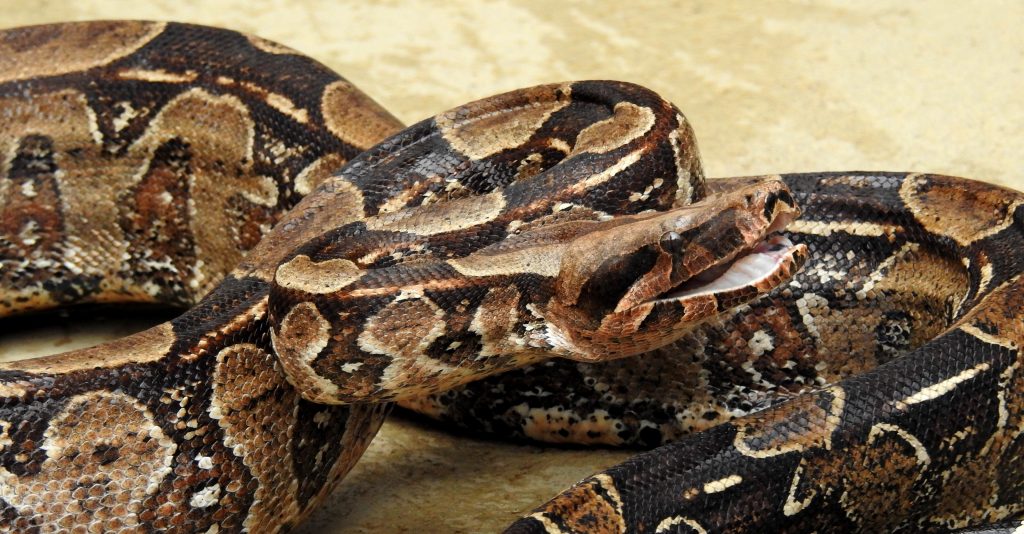 A jiboia é a segunda maior espécie de serpente do Brasil
