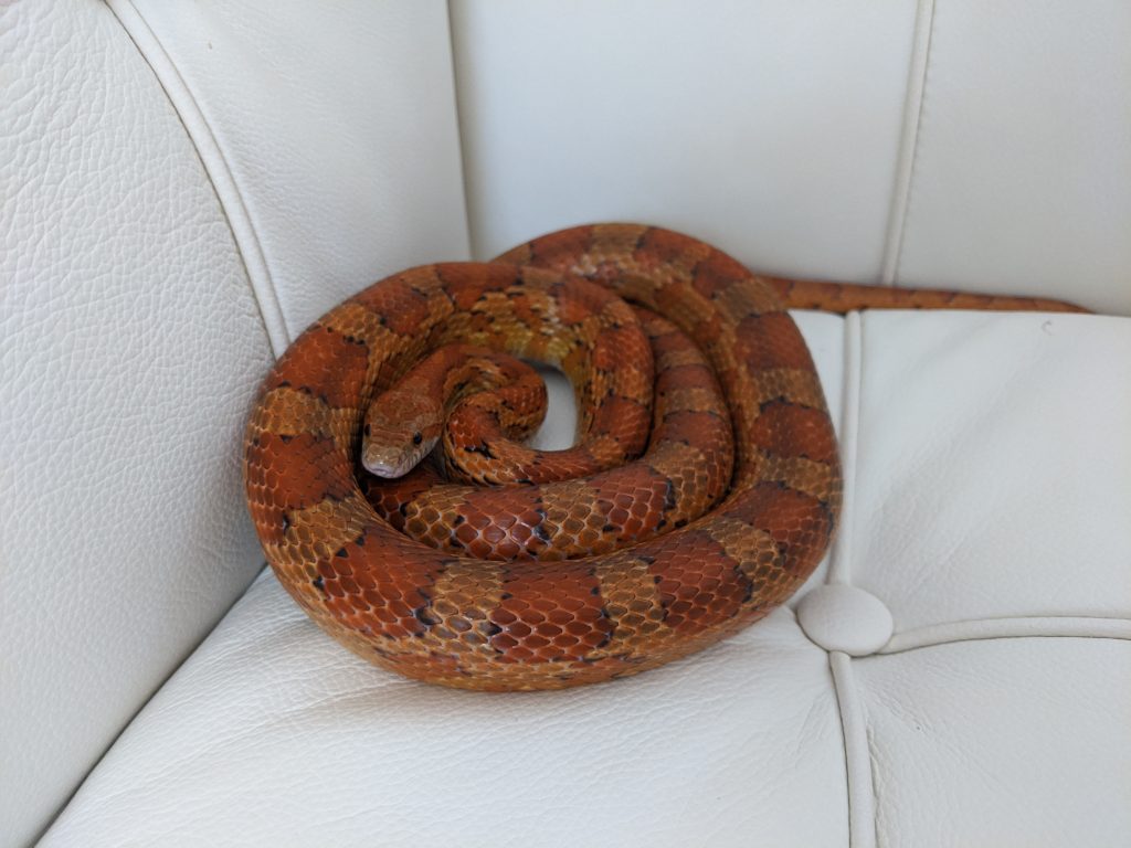 Cobra do milho de estimação