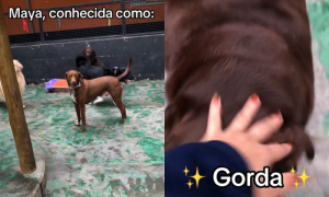 Cachorra sendo chamada por cuidadora de creche de pets