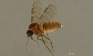 mosquito Culicoides paraenses, conhecido como maruim ou mosquito-pólvora. 