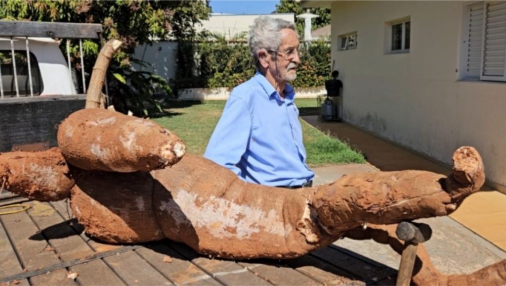 Dois homens pararam em frente à residência e levaram a mandioca gigante