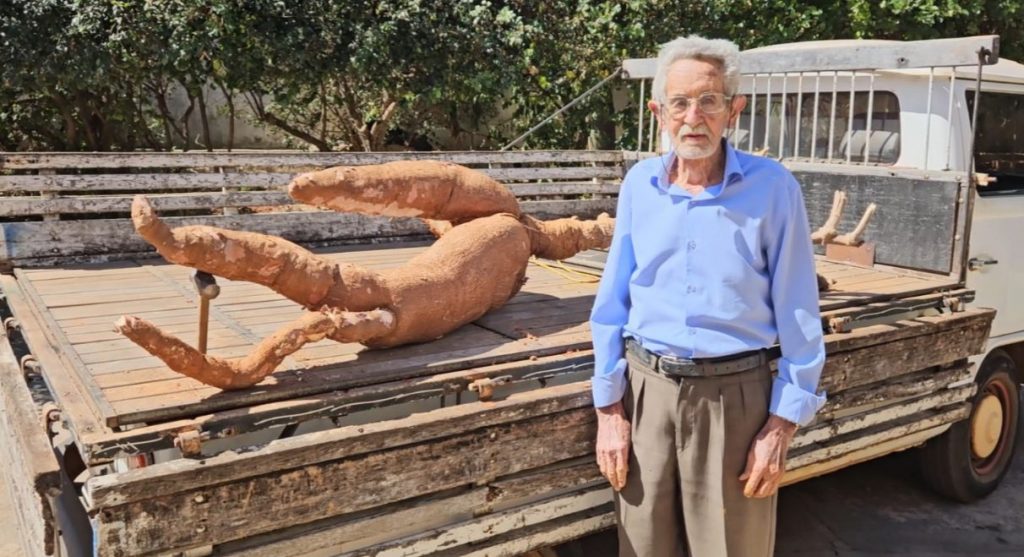 Agostinho posa ao lado da mandioca gigante