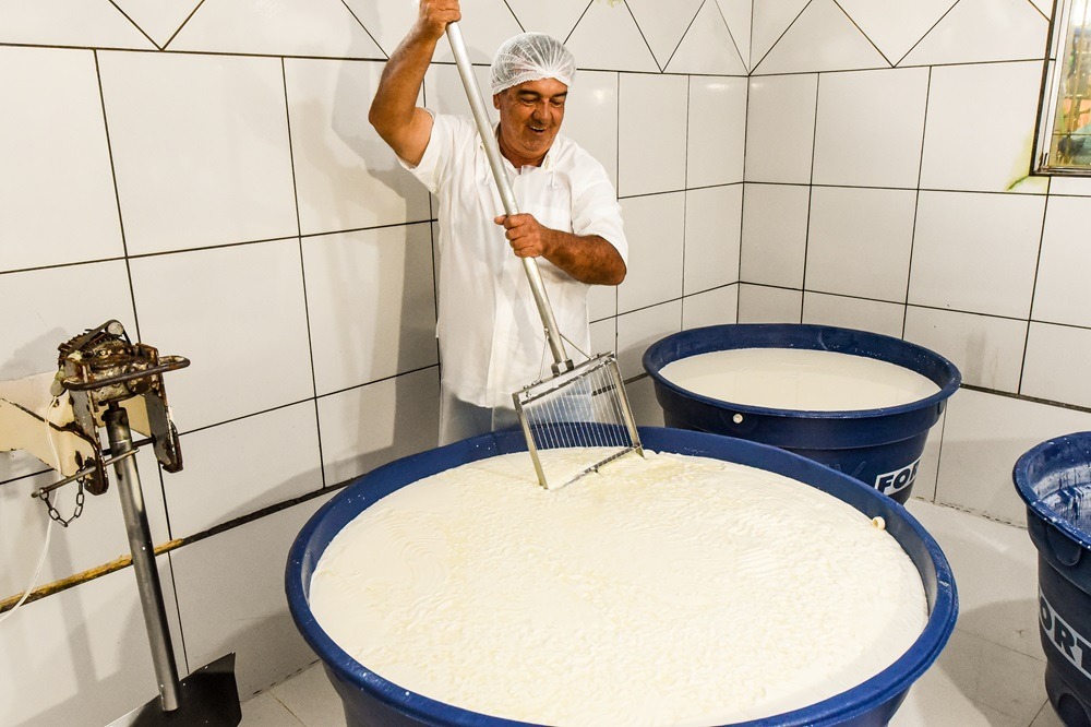 produção do maioro queijo minas artesanal