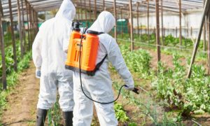 Dois homens aplicando produtos defensores na plantação.