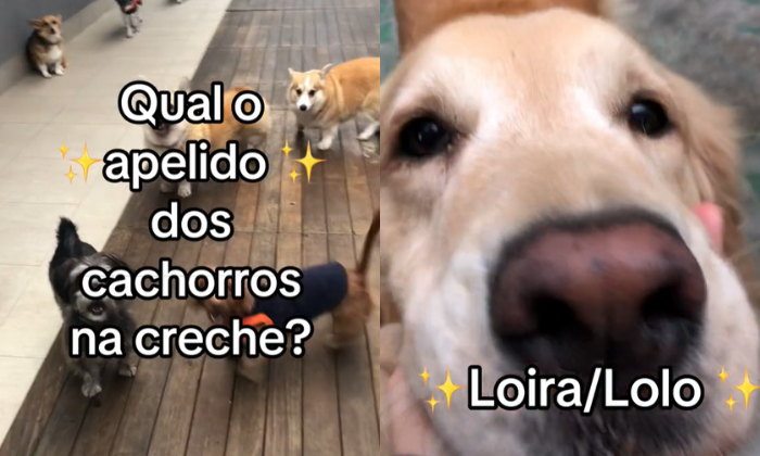 Cachorros com apelido na creche de pets em MG