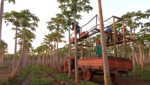 Pessoas colhendo mamão em uma máquina.