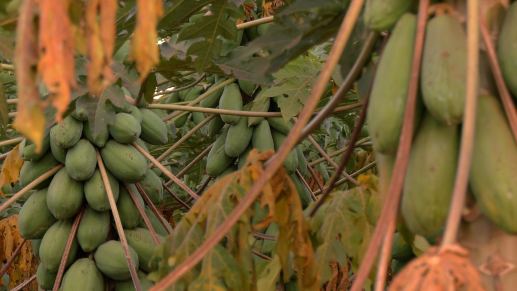 Pé de mamão em meio a uma plantação da fruta.