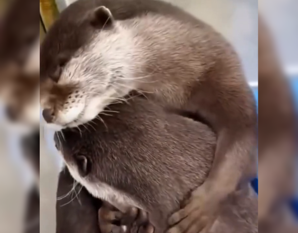 Lontra sendo amparada por outra colega devido à tristeza