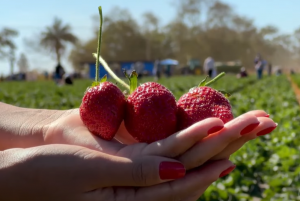 Morangos que são plantados em São Gotardo