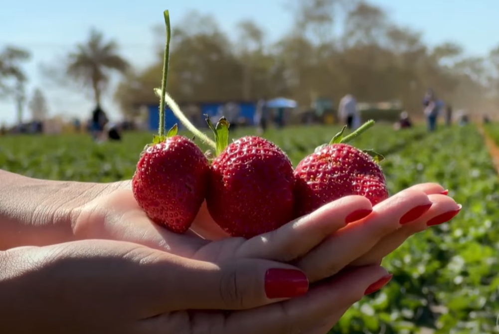 Morangos que são plantados em São Gotardo