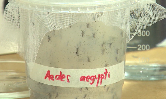Dengue e outras doenças são transmitidas pelo mosquito Aedes aegypti.