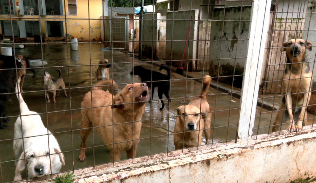 Cães juntos em um pátio de uma associação de resgate e adoção de animais