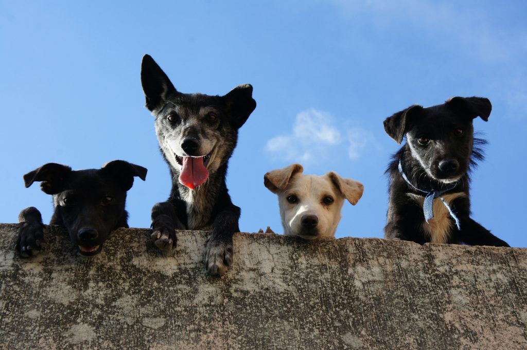 Quatro cães juntos olhando pelo muro para a câmera