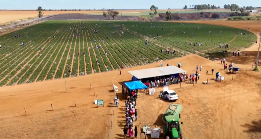 Plantação de morango em São Gotardo, Minas Gerais