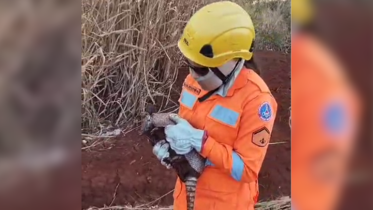 Animais vem sendo atormentados por incêndios florestais