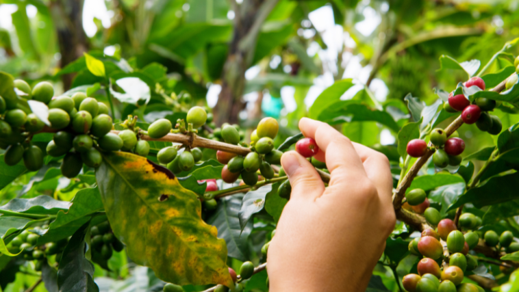 Capacitação é focada em agricultura regenerativa para café. 