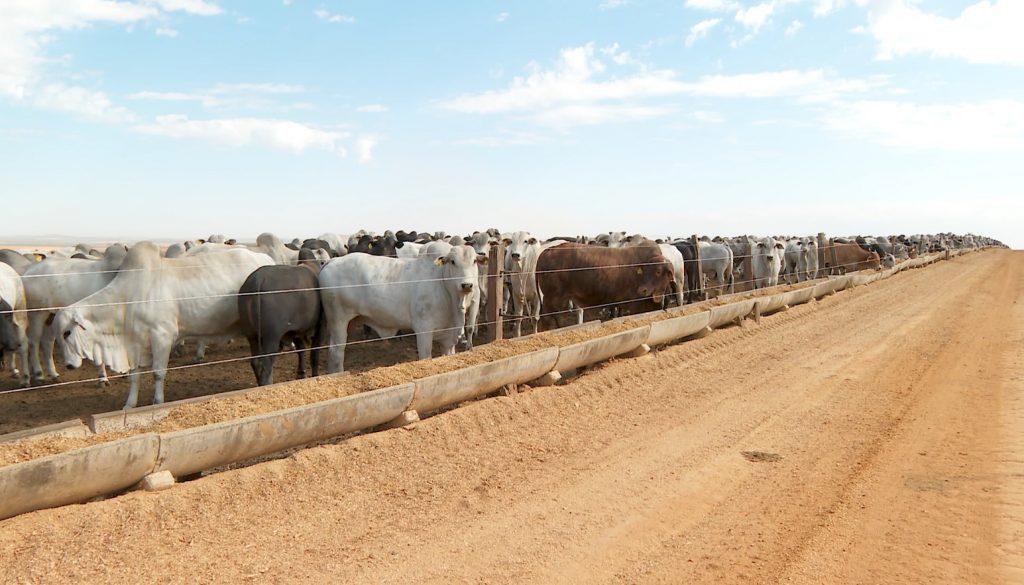 A técnica também melhora o bem-estar animal, pois os bovinos têm acesso a pastagens de melhor qualidade e a um ambiente mais saudável. - Foto: Reprodução TV Paranaíba.