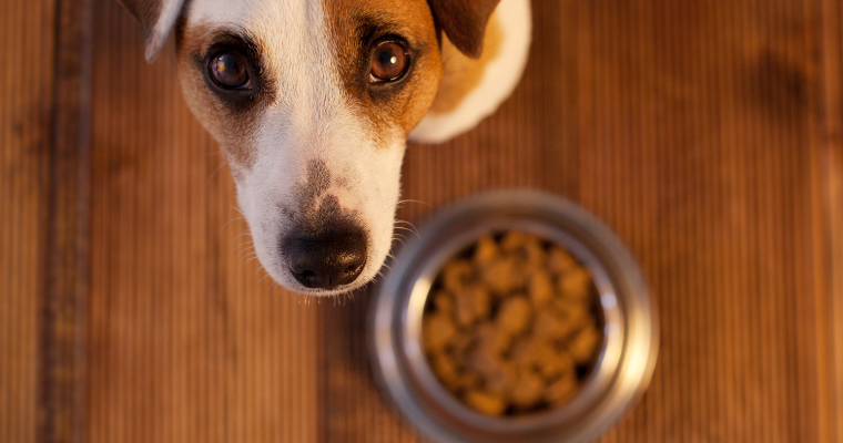 Cão e uma tigela cheia de ração