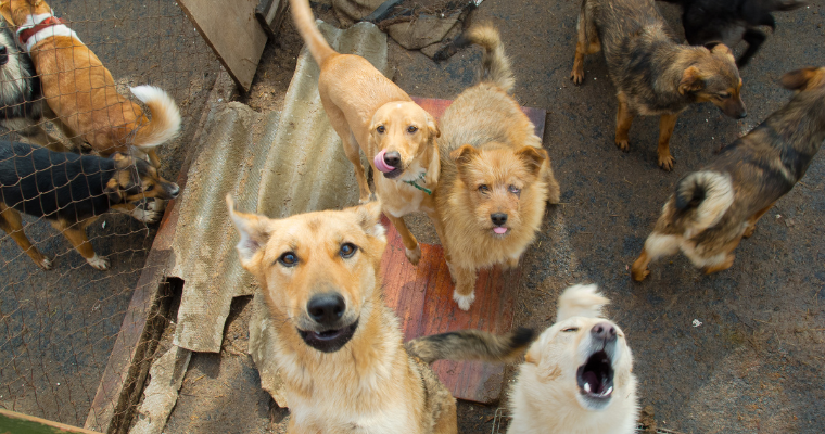 Vários cães olhando para a câmera