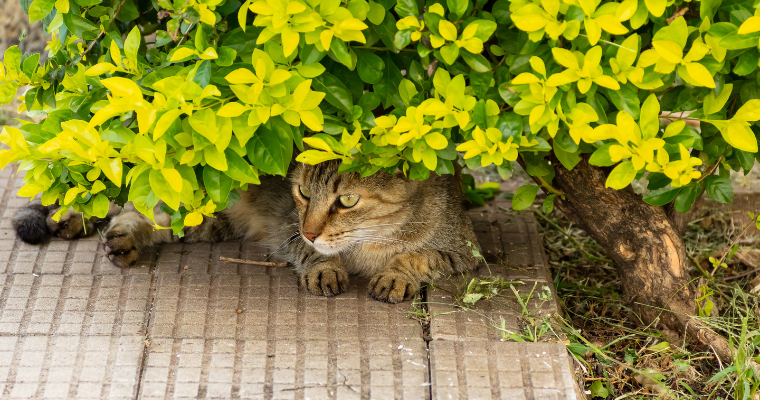 Gato escondendo debaixo de árvore