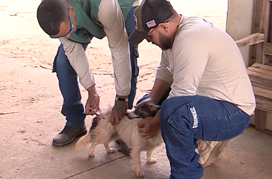 Cachorro sendo imunizado durante a campanha de vacinação antirrábica