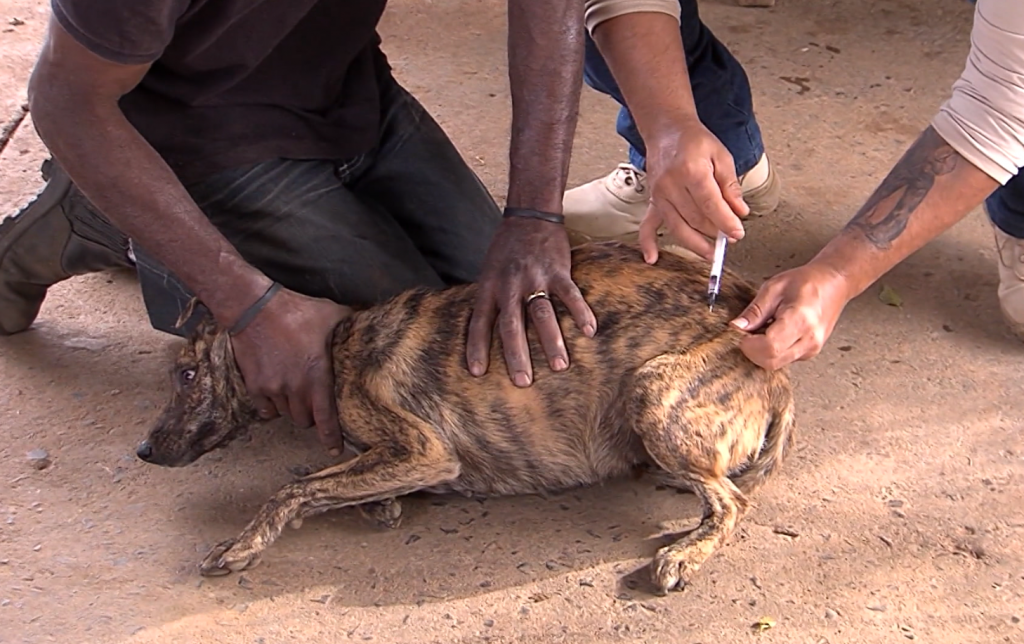 Animal sendo imunizado em Uberlândia