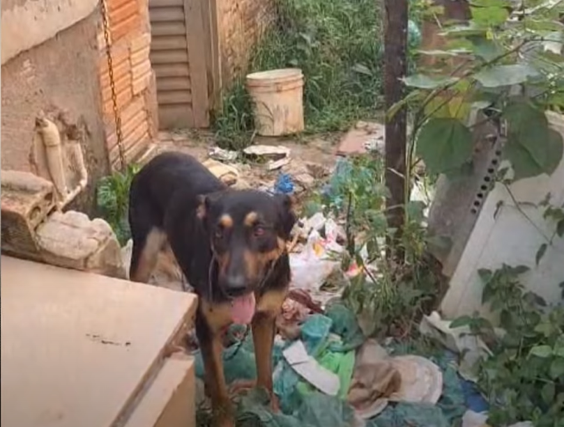 Cão sendo mantido em situação de maus-tratos