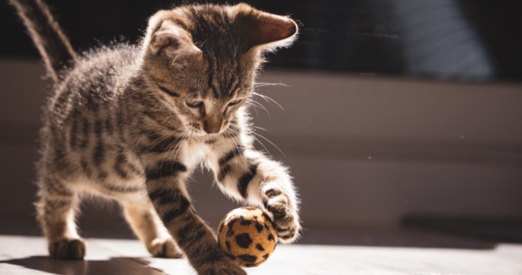 Gato brincando com uma bolinha