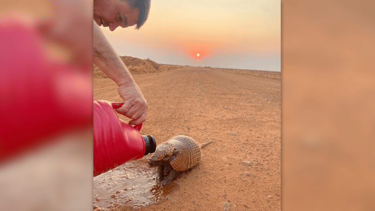 Caminhoneiro oferece água a tatu