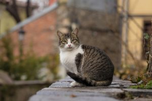 Gato olhando para câmera