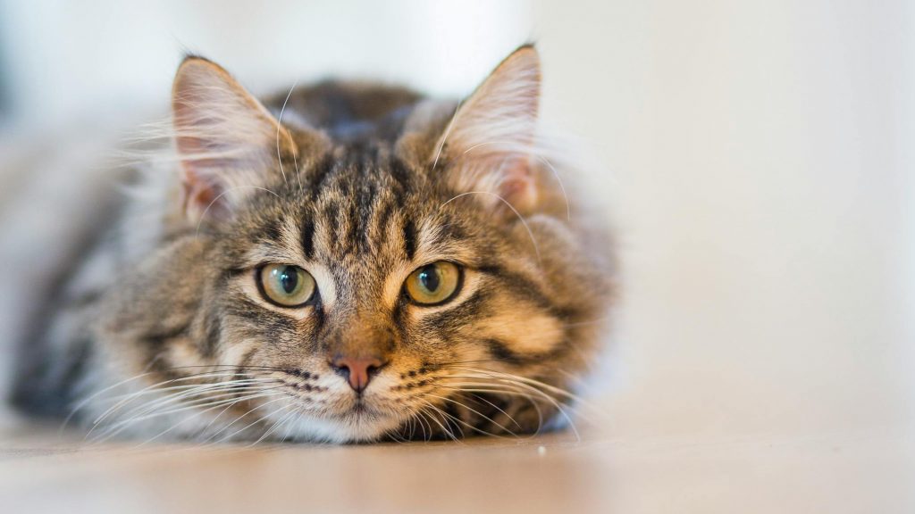 Gato olhando fixamente a câmera