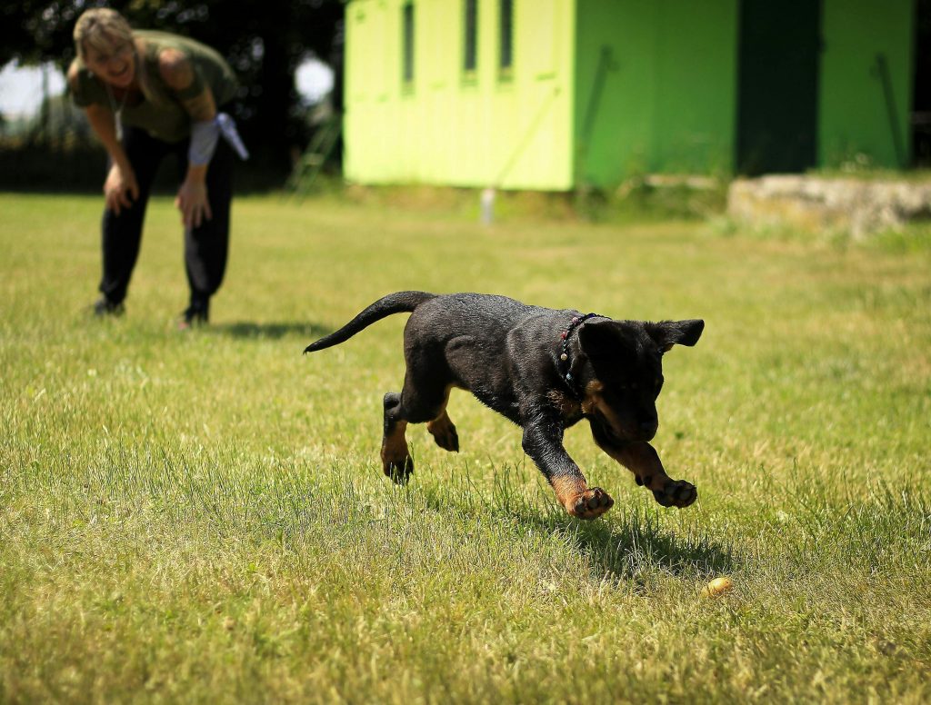 Homem fazendo o adestramento canino em um cão