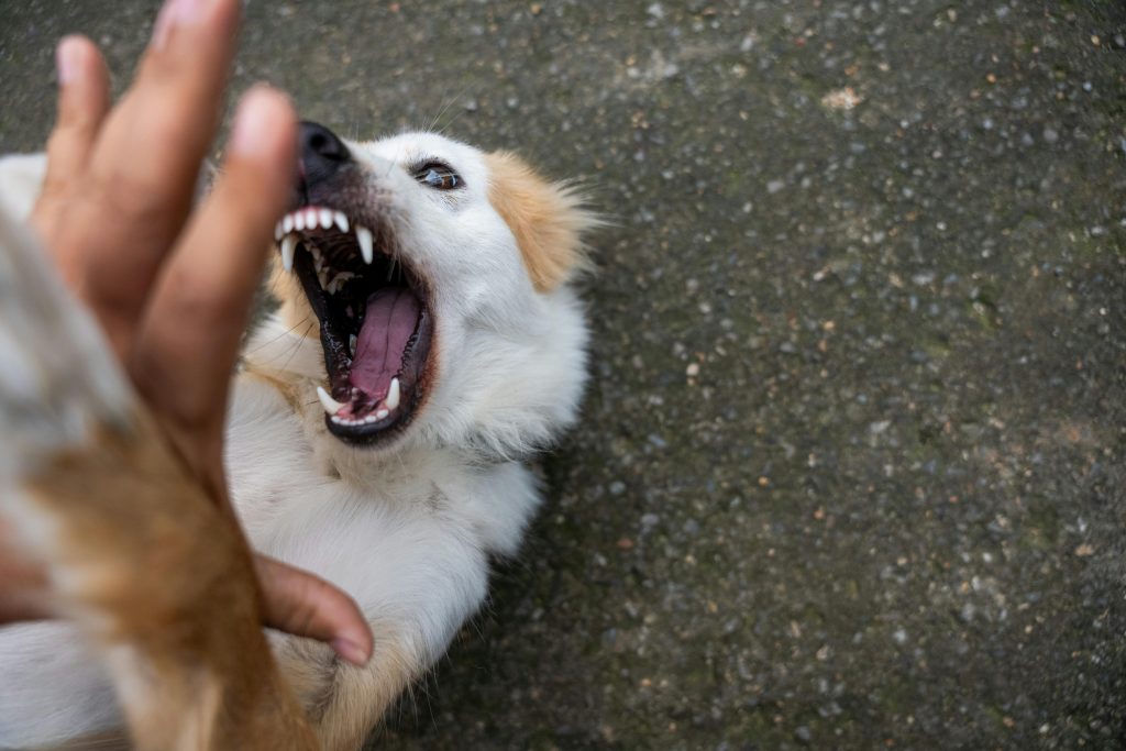 Cachorro agressivo ameaçando morder alguém