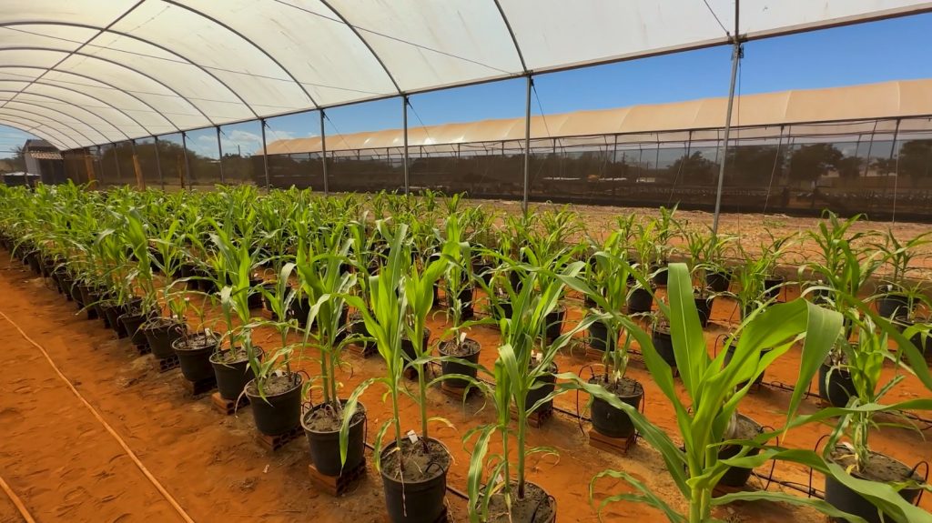 agroquímicos e melhora a qualidade da plantação