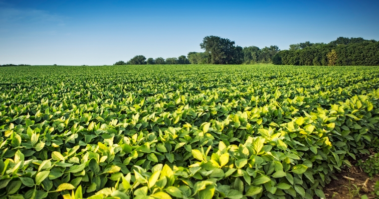 Plantação de soja em Uberlândia