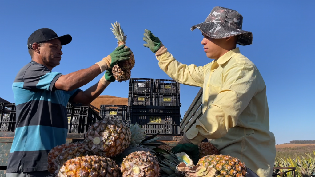 Produtores colhendo abacaxi 