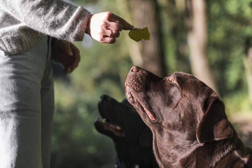 Cão recebendo um petisco após ter feito um exercício perfeito