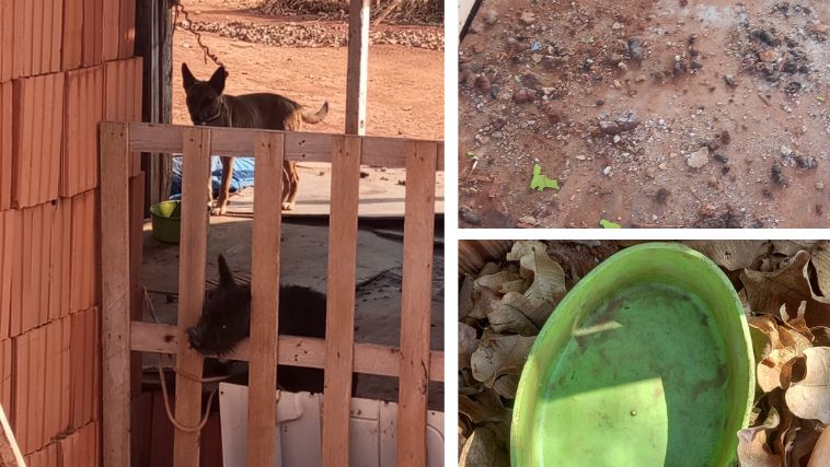 Denúncia anônima levou a caso de maus-tratos em Uberlândia - Crédito Polícia Militar de Meio Ambiente (PMMAmb)/ Reprodução