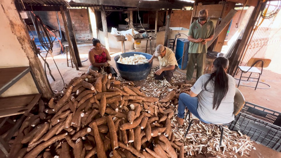 produção de farinha de mandioca