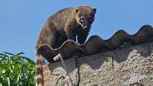 Quati visita residências em Uberlândia - Foto: Imagem cedida a Tv Paranaíba