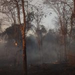 Incêndio no Parque do Pau Furado