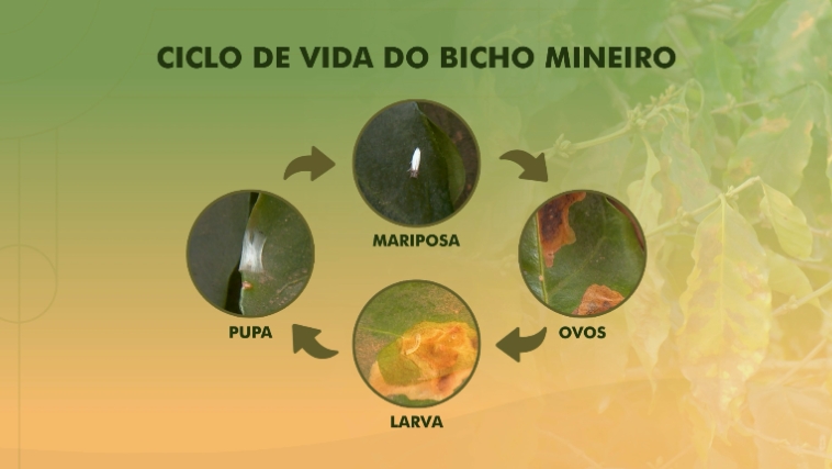 bicho mineiro (2)